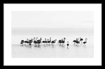 Flamingo Beach Framed Prints