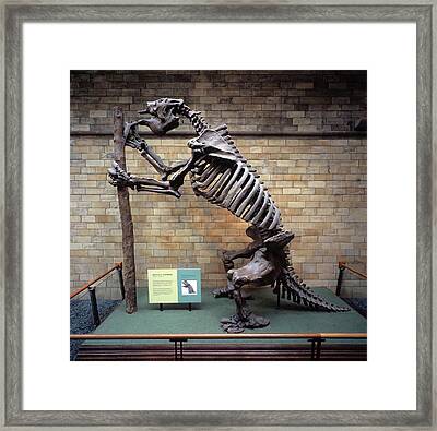 Giant Ground Sloth Skeleton Photograph by Natural History Museum ...