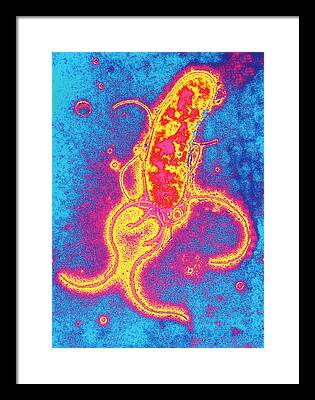 Helicobacter Bacterium Framed Prints