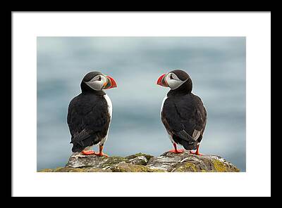 Puffin Framed Prints