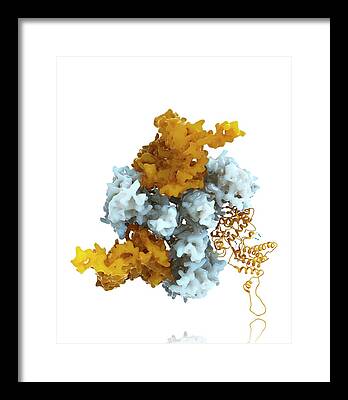 Nucleoprotein Framed Prints