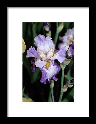 Designs Similar to Iris Flower
