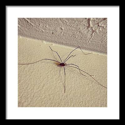 Spider Framed Prints