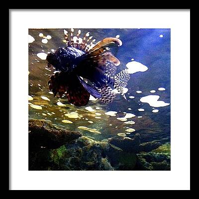 Lion Fish Framed Prints