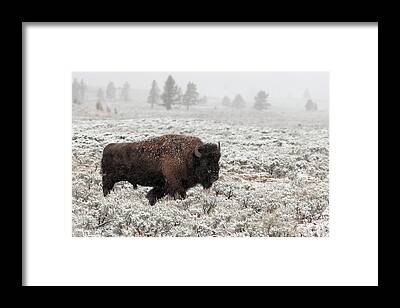 Designs Similar to Late Fall Yellowstone