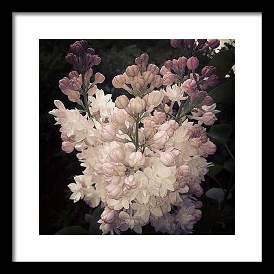 Lilacs Framed Prints