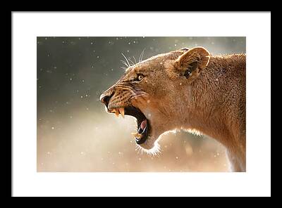 Lion Framed Prints