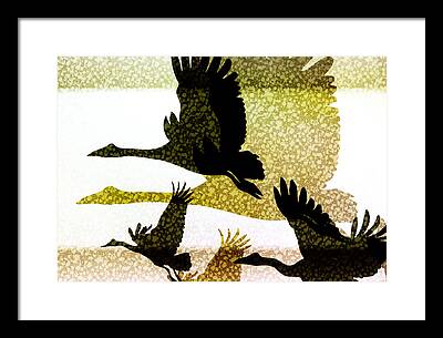 Magpie Geese Framed Prints