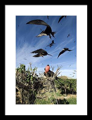 Magnificent Frigatebird Framed Prints
