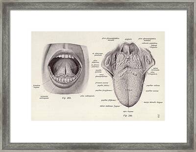 Mouth A Medical Diagram Of The Human Drawing by Mary Evans Picture Library
