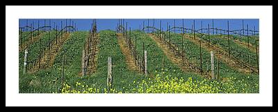 Napa Valley And Vineyards Photos Framed Prints