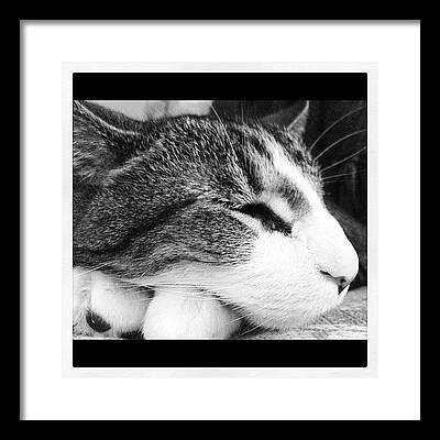 House Cat Framed Prints