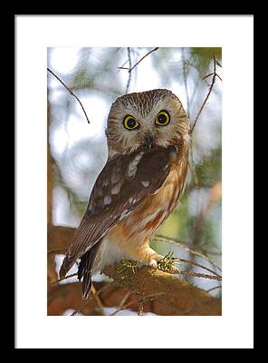 Northern Saw-whet Owl Framed Prints