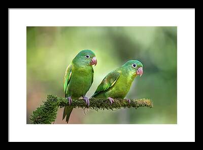 Parakeet Framed Prints