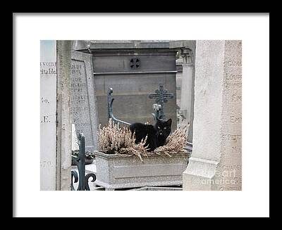 Black Cat On Grave Photos Framed Prints