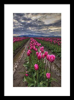Impressions Of Tulips Framed Prints