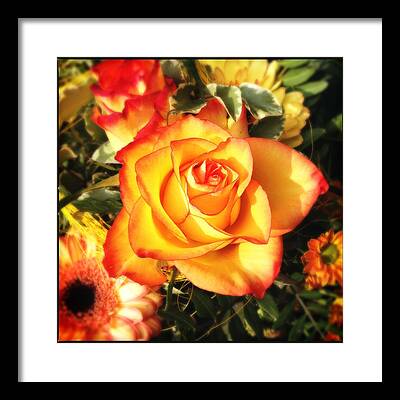 Orange Roses Framed Prints