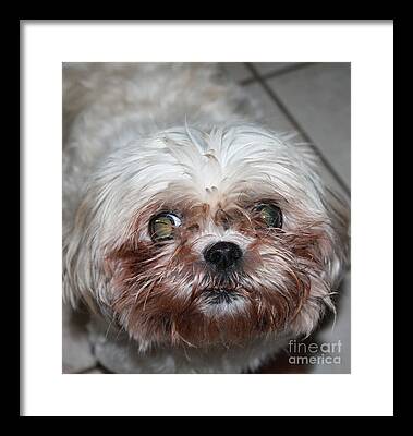 Red Mixed With Brown Fur Around Mouth Framed Prints