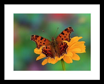 Question Mark Butterfly Framed Prints