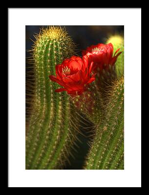 Red Torch Cactus Framed Prints