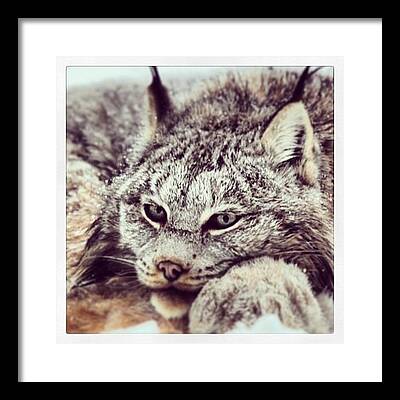 Canada Lynx Framed Prints