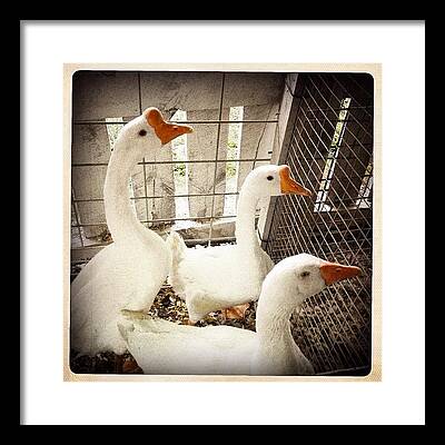 Snow Goose Framed Prints