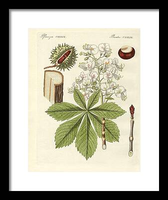 Pflanzen Drawings Framed Prints