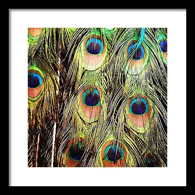 Peacock Framed Prints