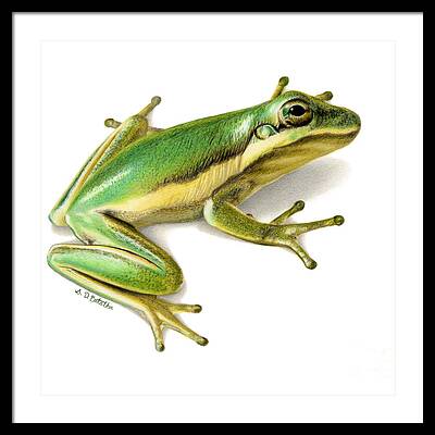 Designs Similar to Green Tree Frog