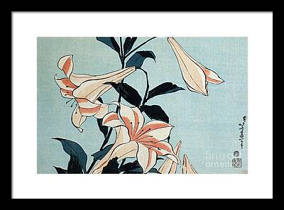 Pink Oriental Lillies Framed Prints