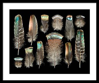 Modern Feathers Art Framed Art Prints