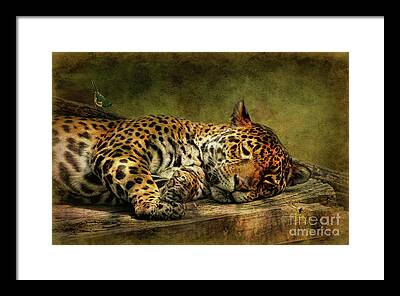 Maryland Zoo Framed Prints