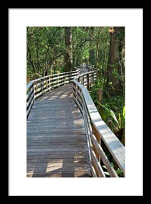 Corkscrew Swamp Sanctuary Framed Prints