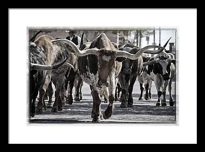 Cattle Drives Framed Prints