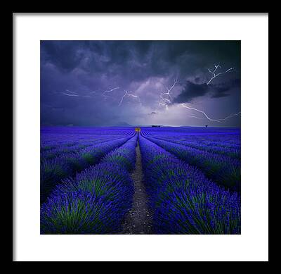 Lavender Framed Prints
