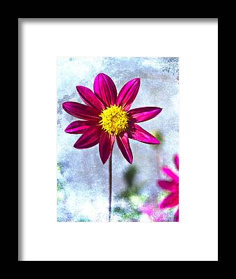 Designs Similar to Dark Pink Dahlia on Blue