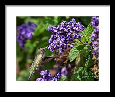 Hummingbird Feeding On Nectar Framed Prints