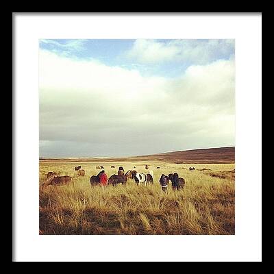 Icelandic Horses Framed Prints