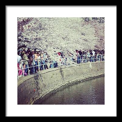 Cherry Blossom Festival Framed Prints