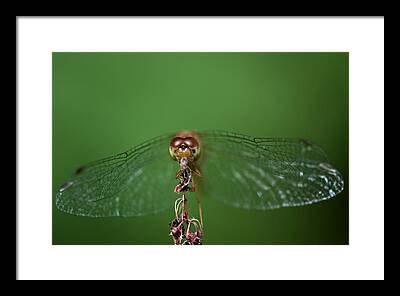 Spread Your Wings And Fly Framed Prints