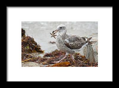 Seagull Carrying Starfish Framed Prints