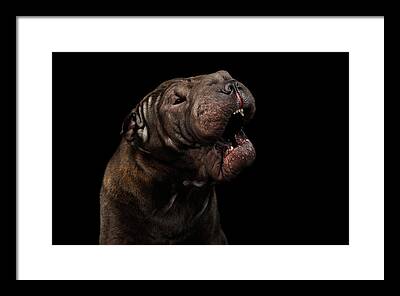 Attack Dogs Photos Framed Prints