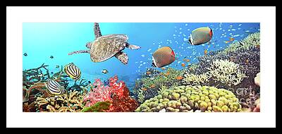 Sea Turtle Framed Prints