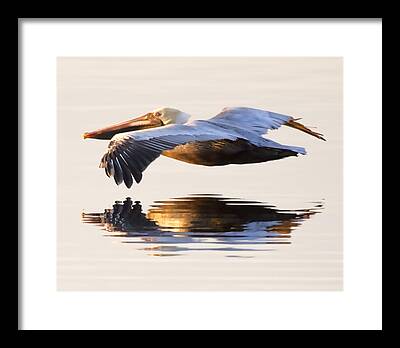 Pelican Framed Prints