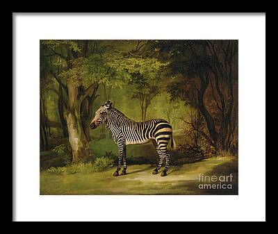 Zebra Grazing Framed Prints