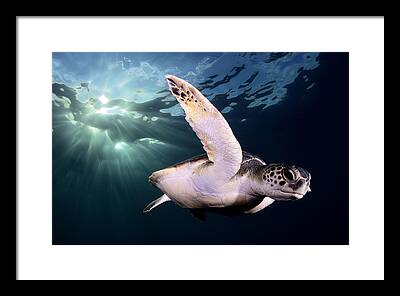 Turtle Framed Prints