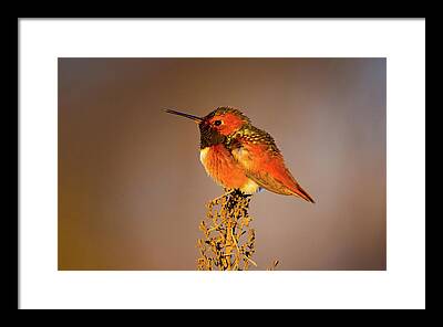 Allen's Hummingbird Framed Prints