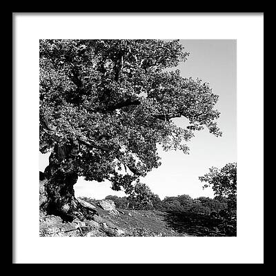 Oak Tree Framed Prints