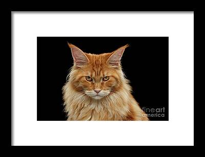 Angry Cat Drawings for Sale - Fine Art America