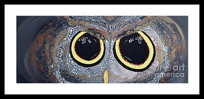 Barred Owls Framed Prints